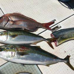 ふじしめ丸 釣果