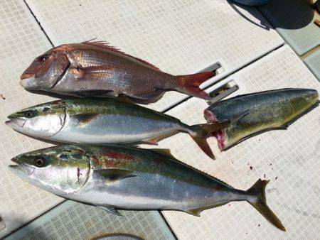 ふじしめ丸 釣果