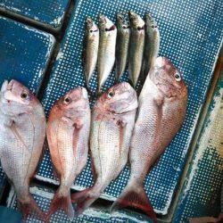 フィッシングガイド りょう 釣果