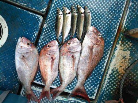 フィッシングガイド りょう 釣果