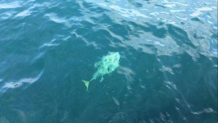 オーシャンズ 釣果