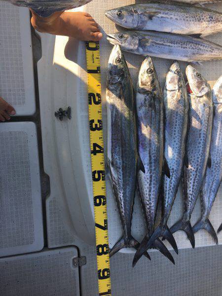 オーシャンズ 釣果