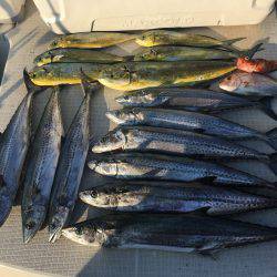 オーシャンズ 釣果