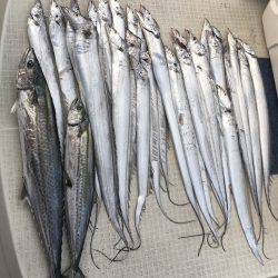 オーシャンズ 釣果