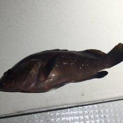 オーシャンズ 釣果