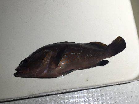 オーシャンズ 釣果