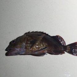 オーシャンズ 釣果