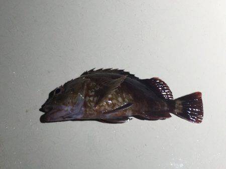 オーシャンズ 釣果