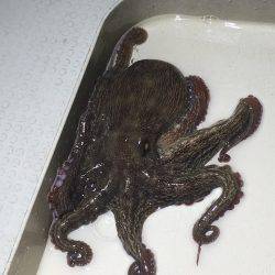 オーシャンズ 釣果