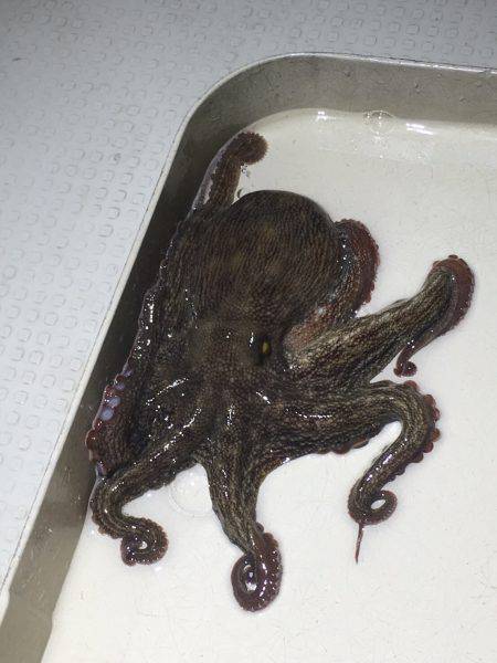 オーシャンズ 釣果