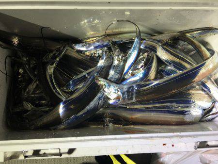 オーシャンズ 釣果