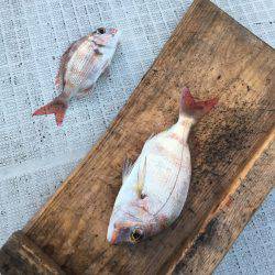 オーシャンズ 釣果