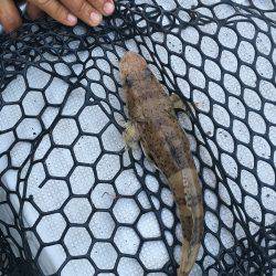 オーシャンズ 釣果