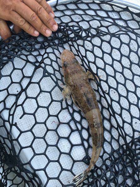 オーシャンズ 釣果