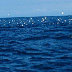 遊漁船ブルーウッズ 釣果