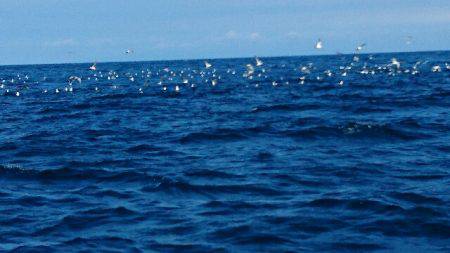 遊漁船ブルーウッズ 釣果