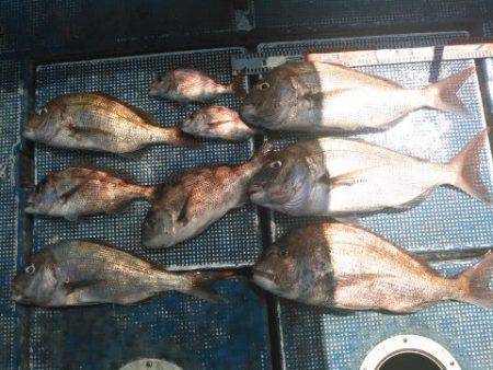 フィッシングガイド りょう 釣果