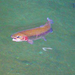 小菅トラウトガーデン 釣果