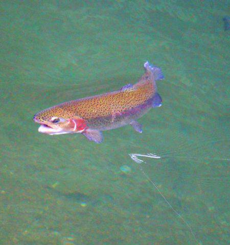 小菅トラウトガーデン 釣果