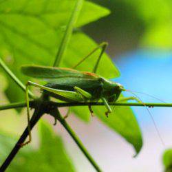 小菅トラウトガーデン 釣果