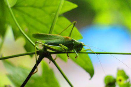 小菅トラウトガーデン 釣果
