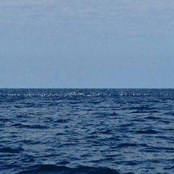 遊漁船ブルーウッズ 釣果