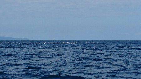 遊漁船ブルーウッズ 釣果