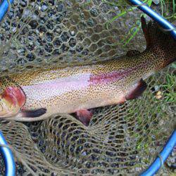 小菅トラウトガーデン 釣果