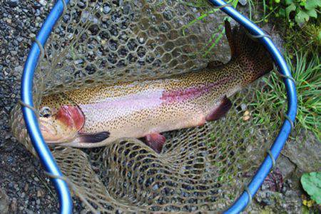 小菅トラウトガーデン 釣果