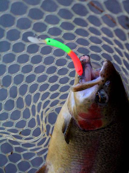 小菅トラウトガーデン 釣果