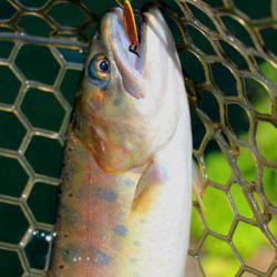 小菅トラウトガーデン 釣果