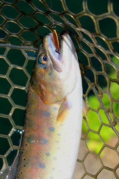 小菅トラウトガーデン 釣果