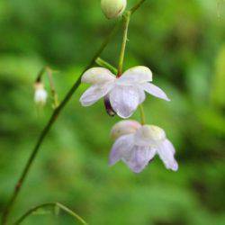 小菅トラウトガーデン 釣果