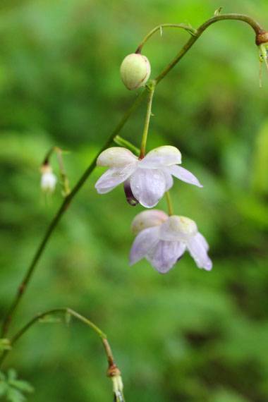 小菅トラウトガーデン 釣果