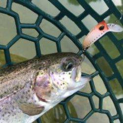 フィッシング サンクチュアリ 釣果