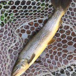 フィッシング サンクチュアリ 釣果