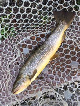 フィッシング サンクチュアリ 釣果