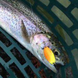 フィッシング サンクチュアリ 釣果