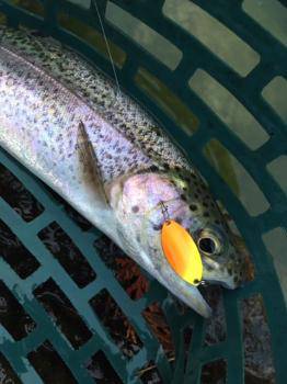 フィッシング サンクチュアリ 釣果