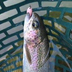 フィッシング サンクチュアリ 釣果