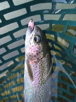 フィッシング サンクチュアリ 釣果