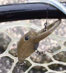 フィッシング サンクチュアリ 釣果