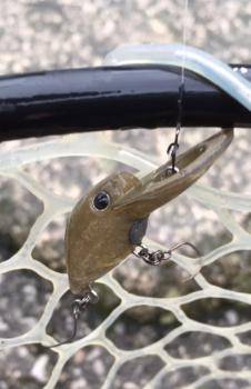 フィッシング サンクチュアリ 釣果