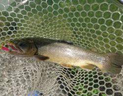 フィッシング サンクチュアリ 釣果