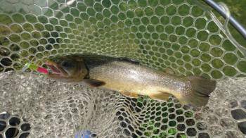 フィッシング サンクチュアリ 釣果