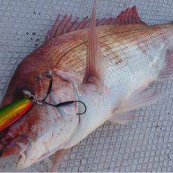 ランスルー 釣果