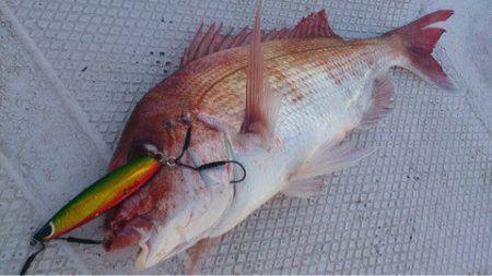 ランスルー 釣果