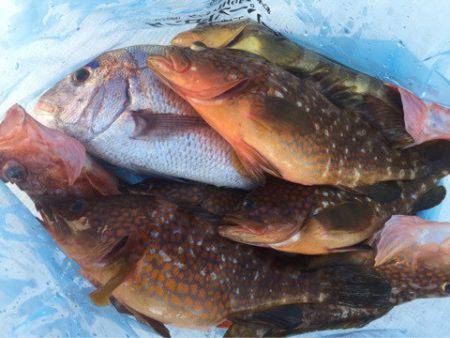 「LaGooN」蒼陽丸 日和号　 釣果