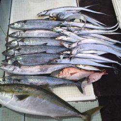 エムズジャーク（M’s JERK） 釣果