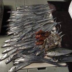 エムズジャーク(M’s JERK) 釣果